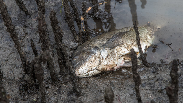 Potentially hundreds of fish and other wildlife  have died since chemicals and fire retardant from the factory fire in West Footscray have washed in Stony Creek. 
