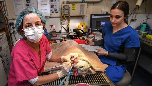 Veterinary surgeon Stella Broderick, left, operating on a dog, Jada.