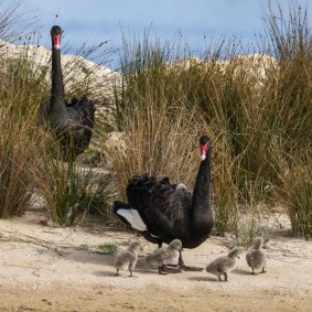 Black swan cygnets hatched on Djirda Miya in 2024.