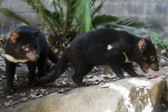 The Tasmanian devil is not included in the government’s list of 100 priority threatened species.