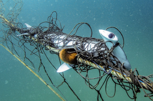 A scalloped hammerhead caught in a shark net off Palm Beach in March 2019.