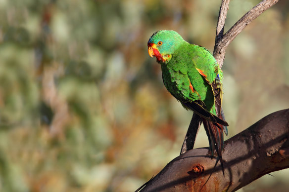 The swift parrot.