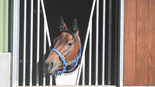 Lastotchka has come a long way in a short space of time to get to the Melbourne Cup.