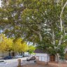 Historic Freo tree faces axe as council backflips on protection – again