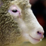 Scientist who cloned Dolly the sheep dies aged 79