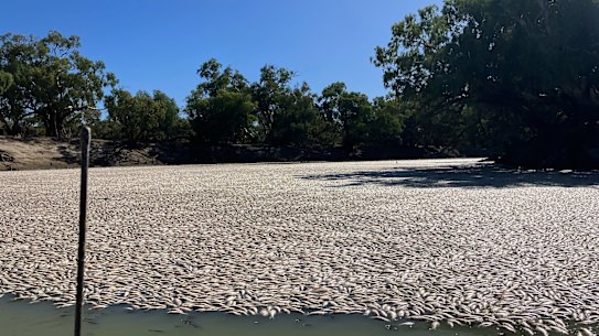 Millions of fish died near Menindee in outback NSW in March 2023.