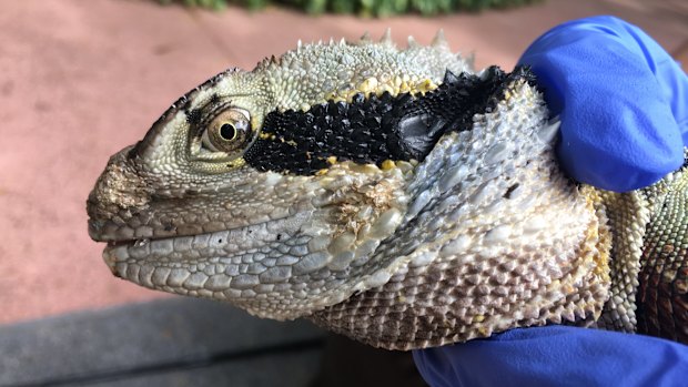 A water dragon with a fungal infection 