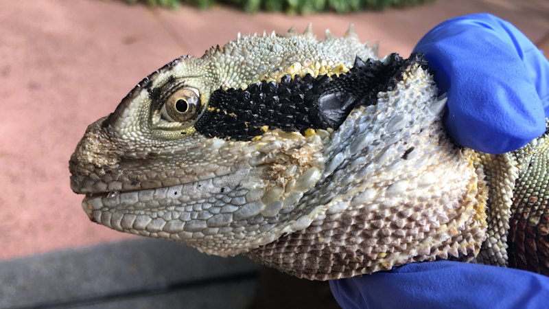 ‘Alarming’ mystery fungus putting Australian reptiles at risk