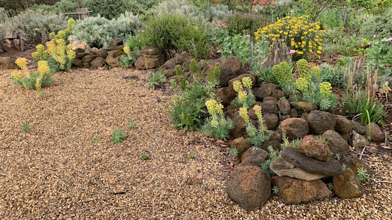 Hate mowing the lawn? This water-wise alternative offers beauty without the brawn