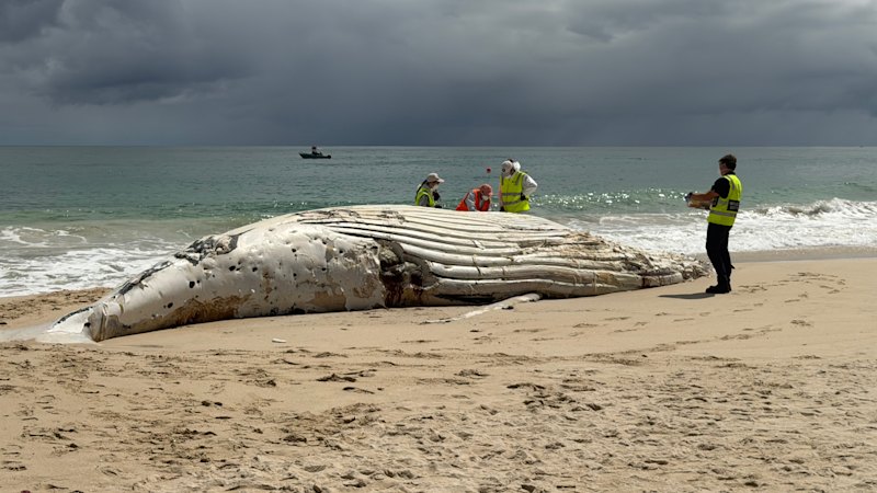 ‘High bacteria levels’ keep Perth beaches shut after whale carcass moved