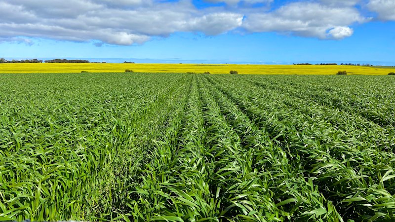 Famed tea growers’ WA farm in new hands after sale exceeding $50m
