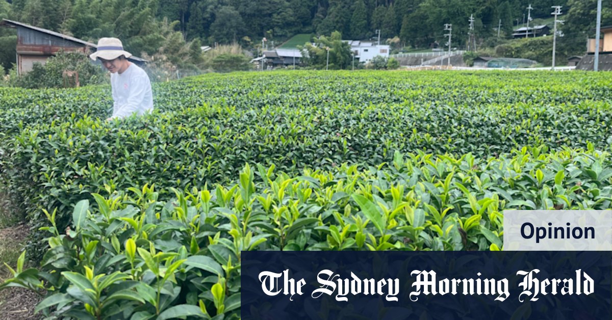 Matcha is a hit and I visited a Japanese tea farm to find out why
