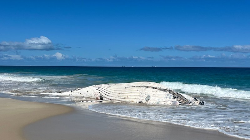 Sharks circle as whale carcass washes up on City Beach