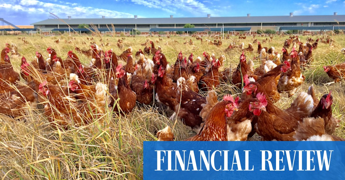 Pension giant cracks deal for some of Australia’s biggest egg producers