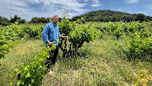 Alberto Zucchi Frua in Be Luna vineyard.