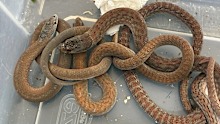 Eastern Hooded Scalyfoots were found in the luggage set for Hong Kong.