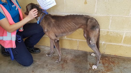 RSPCA siezed 12 greyhounds in total, suffering from a number of conditions including emaciation and pressure sores.