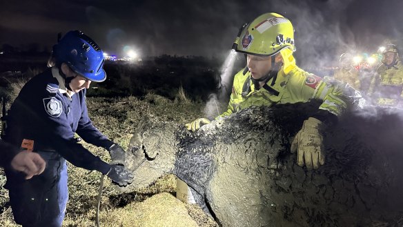 More than 10 firefighters spent two hours saving a calf from thick mud in Sydney’s west.