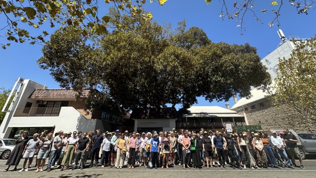 Fremantle activists celebrate after council walks back removal of century-old fig from tree register