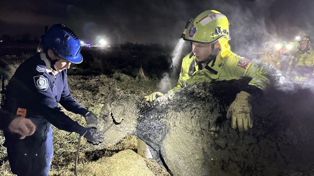 Calf no longer a stick in the mud thanks to team of firefighters