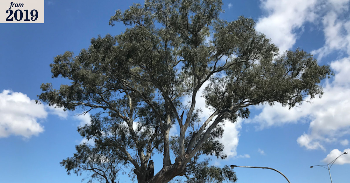 By gum, Victoria's Tree of Year won by a eucalyptus facing hard road