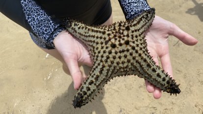 NSW students find tropical starfish 600km from home in climate change warning