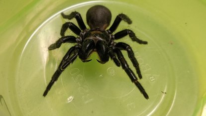 Venom from Queensland spiders could be used to treat heart attacks