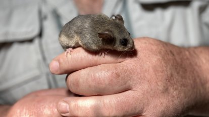 Scientists look to history in bid to save critically endangered marsupial from climate change