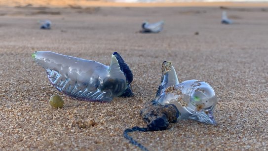 Beware bluebottles at local beaches - Our Nelson