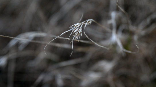 Melbourne’s grasslands are at risk.