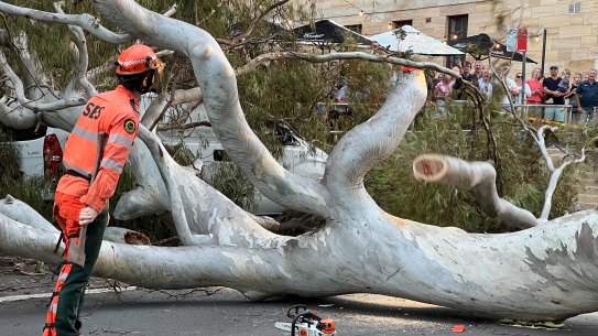 A tree has fallen over on darling street, Balmain near the London Hotel. Sunday 7th April 2024 Photo: Dylan Coker
