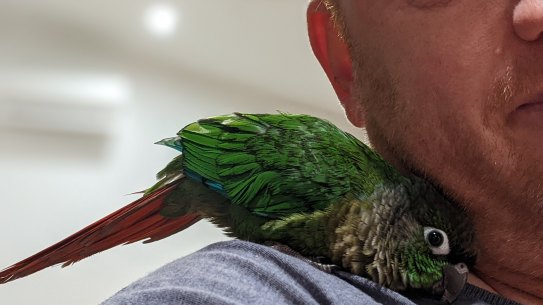 Doug Hendrie discovers the reality of becoming a bird owner.