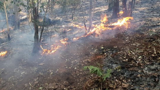 Bushfires in Gondwanan rainforests of northern NSW have placed many threatened species at risk, ecologists say.