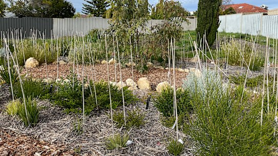 A Miyawaki forest planted at Poiseidon Primary School in Heathridge. 
