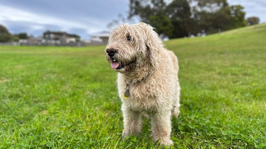 Kate Halfpenny’s late dog, Maggie.