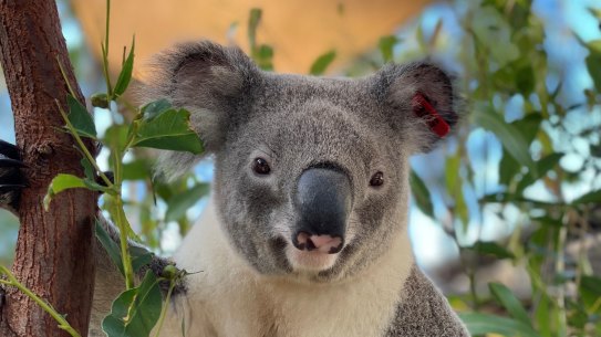 It’s hoped 2-year-old Jagger will herald a new type of conservation which could help save his species.