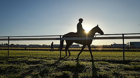 Cox Plate contender State Of Rest.