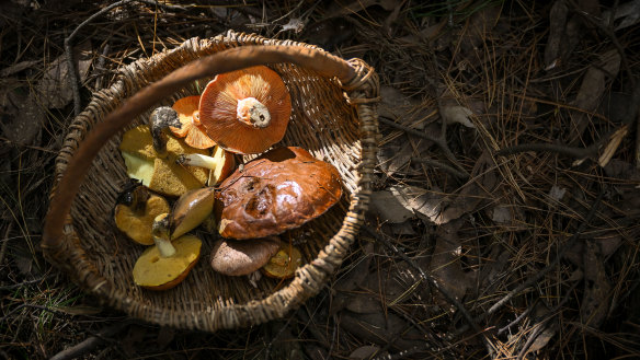Wild mushrooms found in Woodend by Anna Matilda of The Urban Nanna