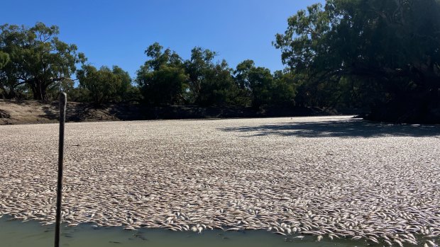Millions of native fish wash up dead near Menindee in outback NSW