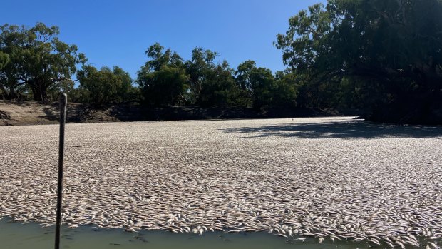 Millions of fish have died in a massive fish kill near Menindee in outback NSW. 