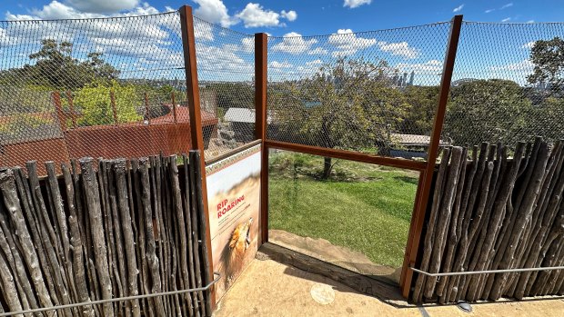 Failure of mesh wire fence investigated as Taronga Zoo lions’ escape method
