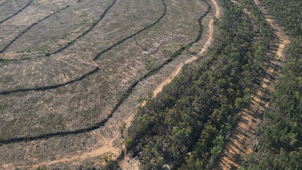 ‘On extinction path’: Land clearing laws failing native species