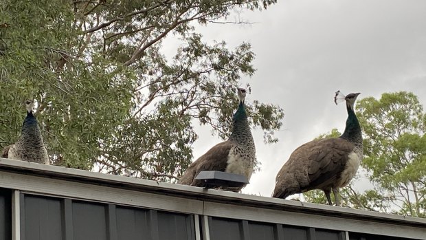 Wild Brisbane peafowls captured on council orders, dividing a suburb