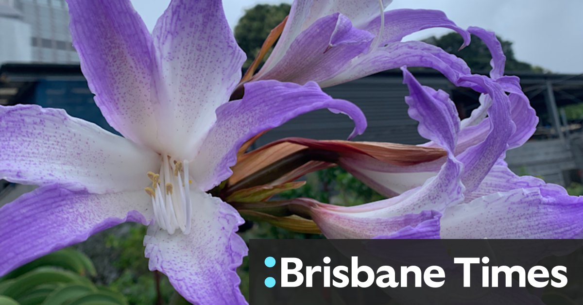 The Botanic Gardens to sell rare flowers on Saturday - Vimarsana News