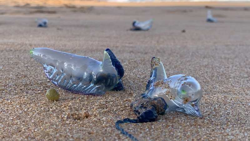 blue jellyfish sting