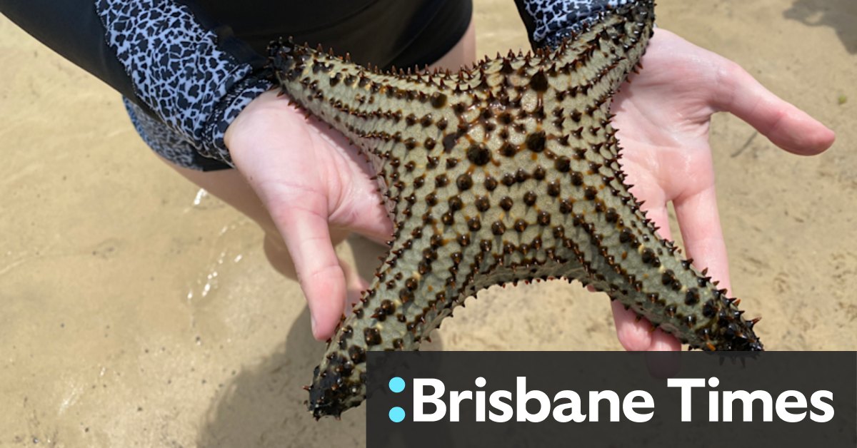 Tropical starfish found 600km from home in climate change warning - Vimarsana News