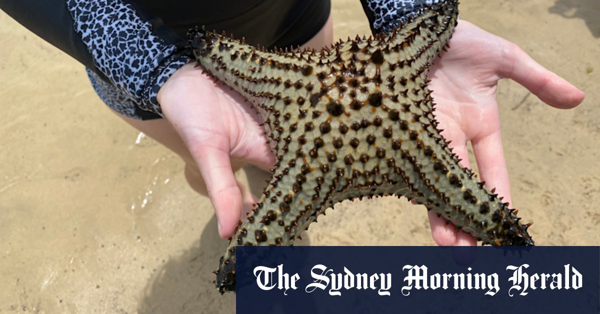 Tropical starfish found 600km from home in climate change warning - Vimarsana News