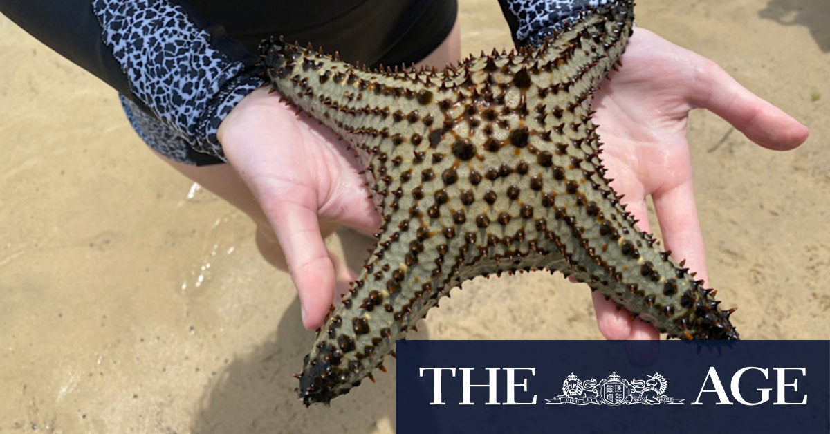 Tropical starfish found 600km from home in climate change warning - Vimarsana News