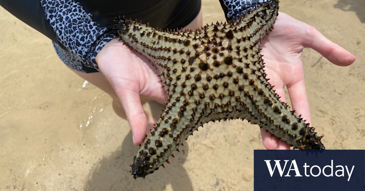 Tropical starfish found 600km from home in climate change warning - Vimarsana News