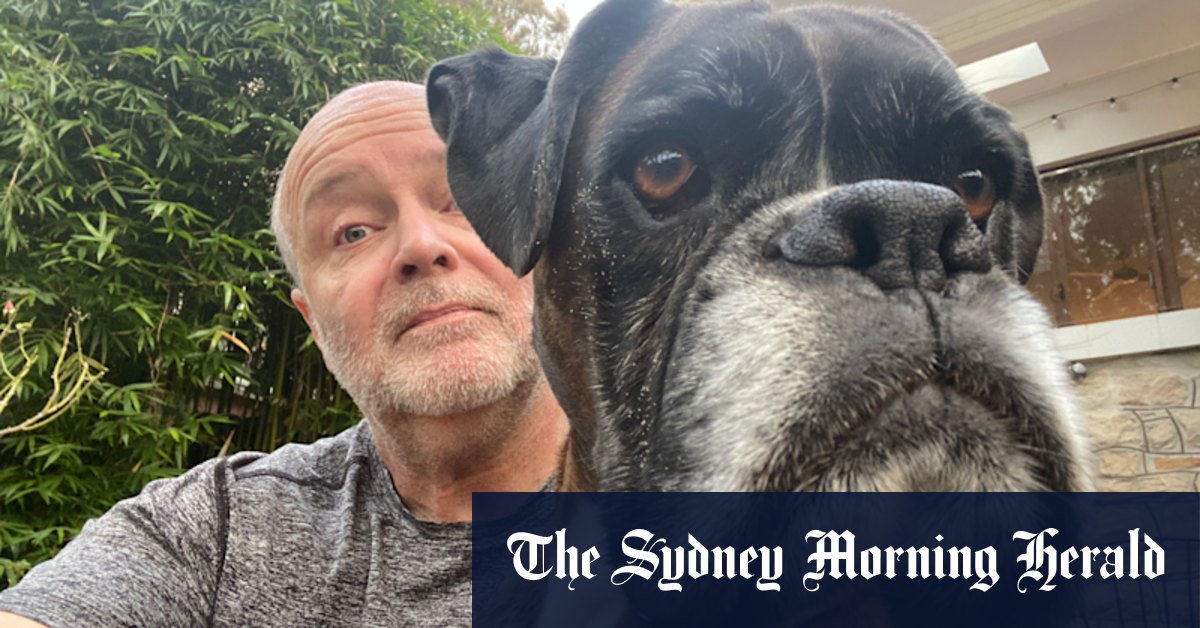 My dog Rosie has died, and there's a slobbery-boxer-shaped hole in our hearts - Vimarsana News